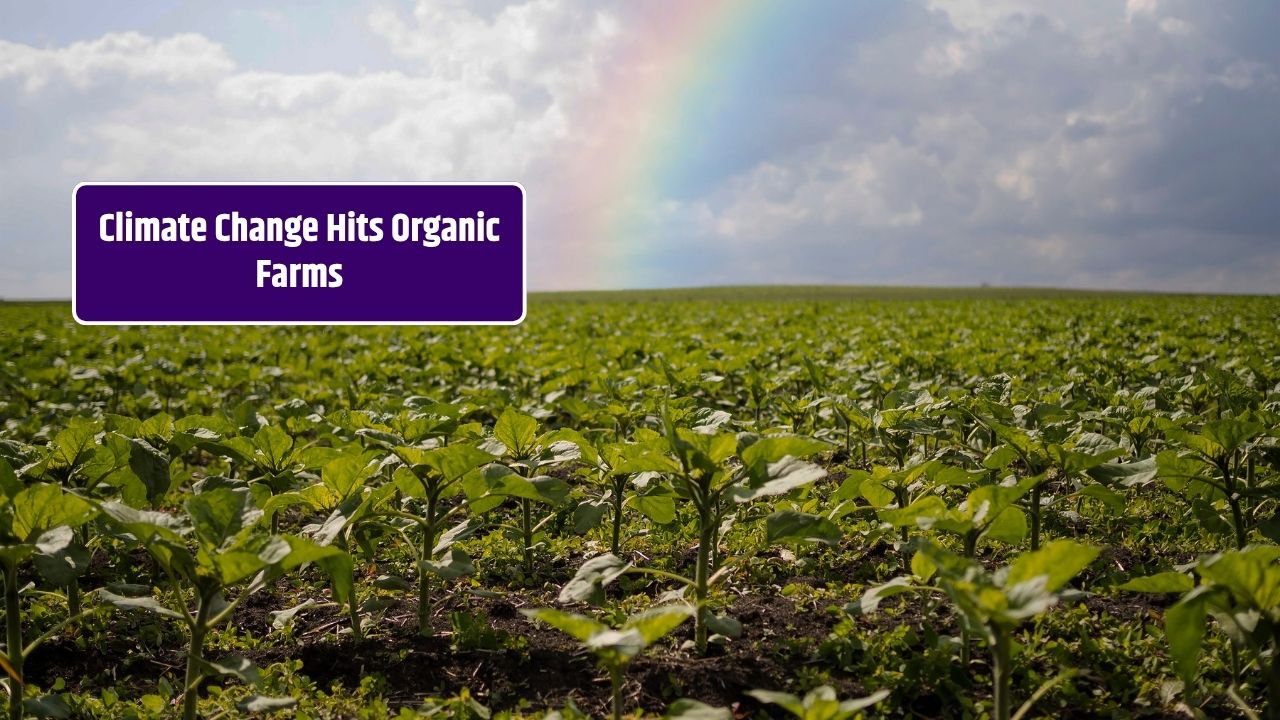 Climate Change and Its Impact on Organic Crop Yields